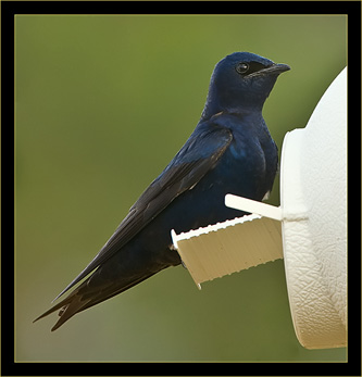 Purple Martin