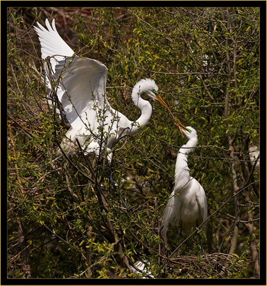 Great Egrets nesting