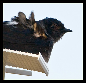 Purple Martin