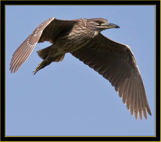 Black-crowned Night-Heron in flight