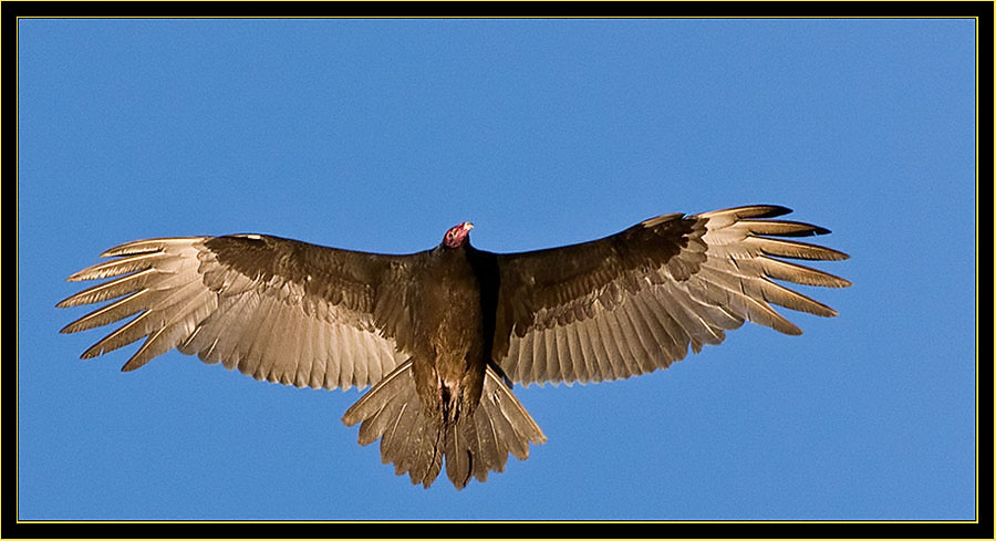 Turkey Vulture flyby