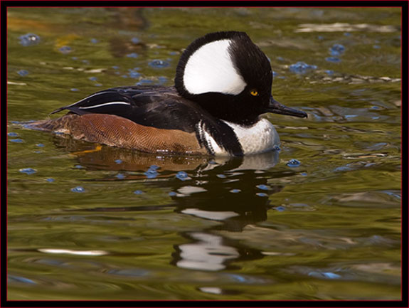 Hooded Merganser