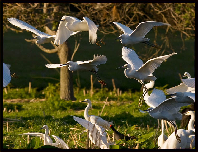 Snowy Egrets