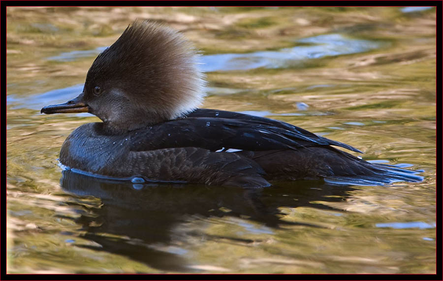 Female Hooded Merganser