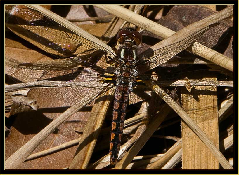 Common Baskettail