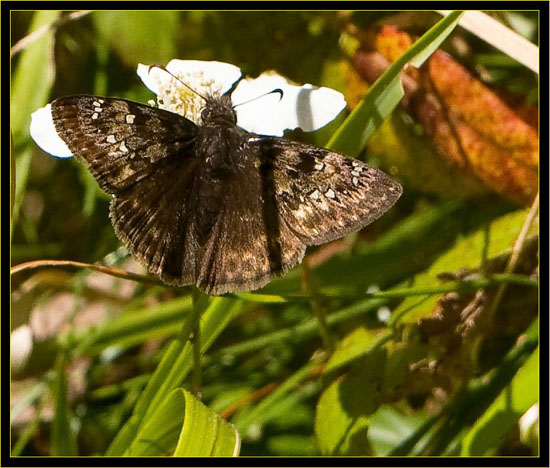 Horace's Duskywing - female