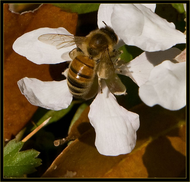 Bee on flower