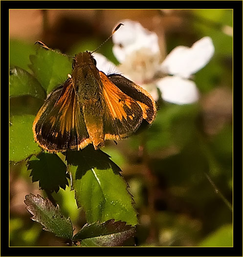 Zabulon Skipper