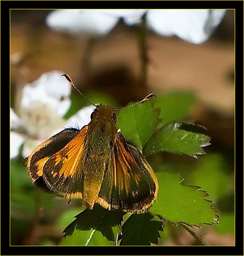 Zabulon Skipper