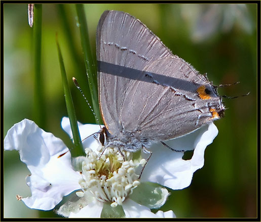 Gray Hairstreak