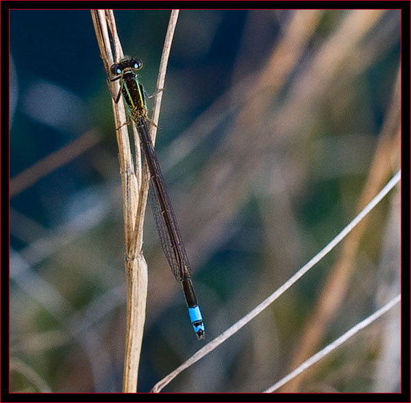 Ramburs Forktail (Damselfly)