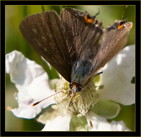 Gray Hairstreak