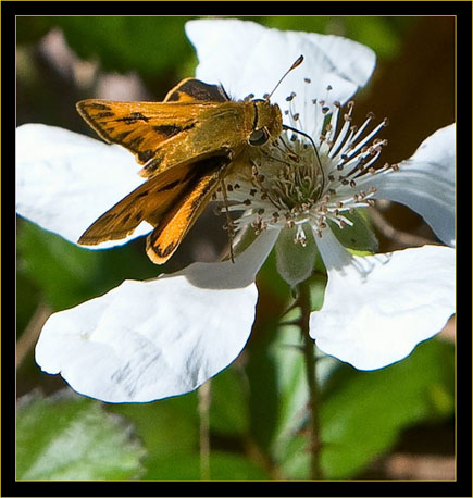 Skipper