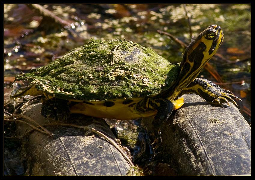 Turtle on tires