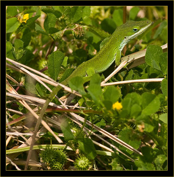 Carolina Anole