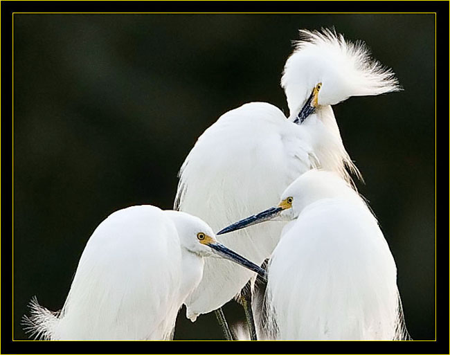 Snowy Egrets