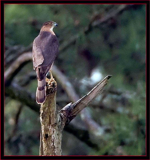 Cooper's Hawk