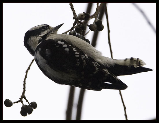 Downy Woodpecker