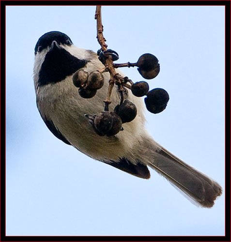 Carolina Chickadee