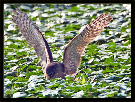 Cooper's Hawk