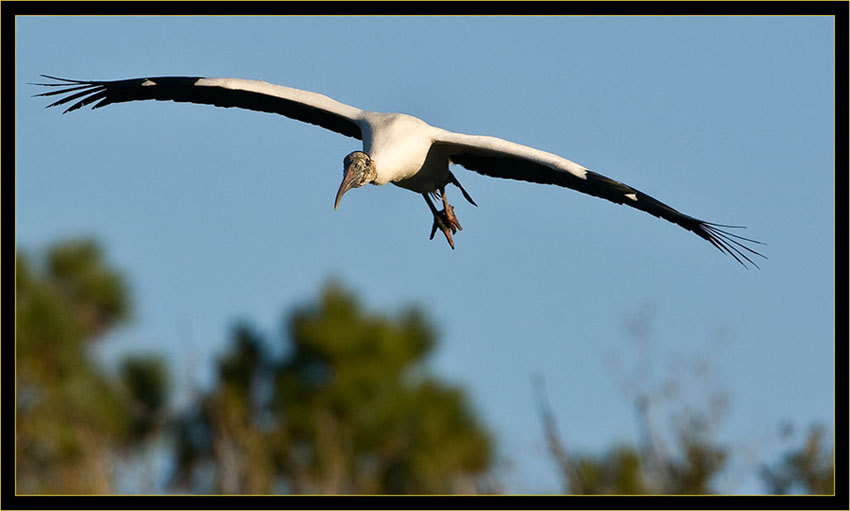 Wood Stork Flyby