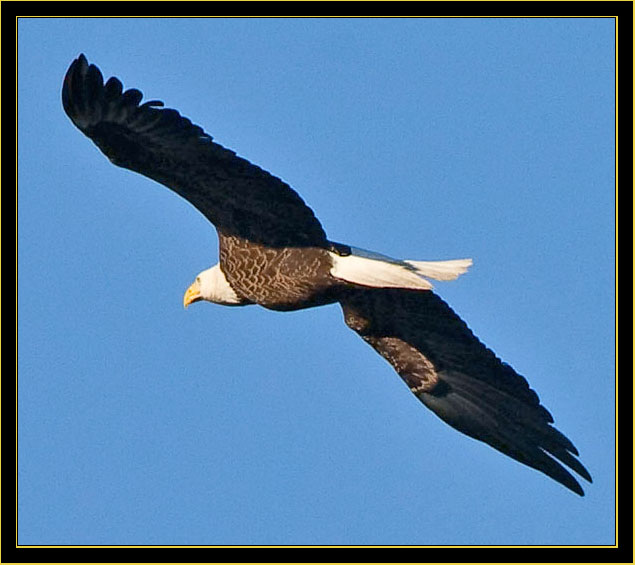 Bald Eagle