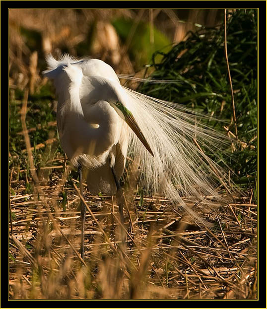 Great Egret