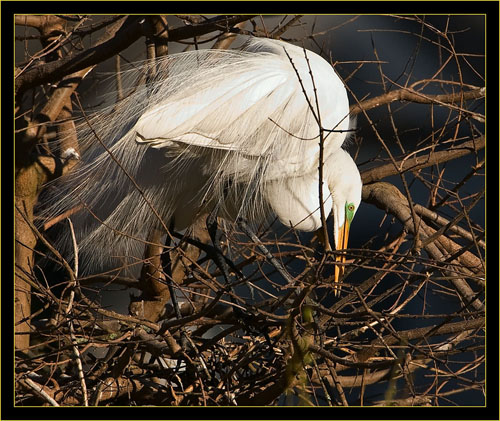 Great Egret