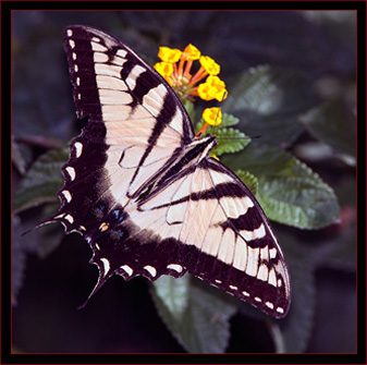 Eastern Tiger Swallowtail