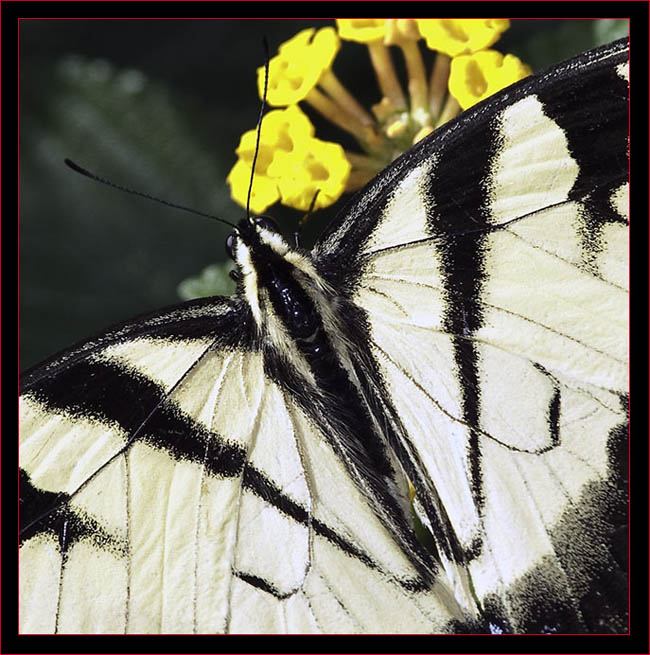 Eastern Tiger Swallowtail