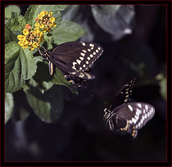 Palamedes Swallowtails