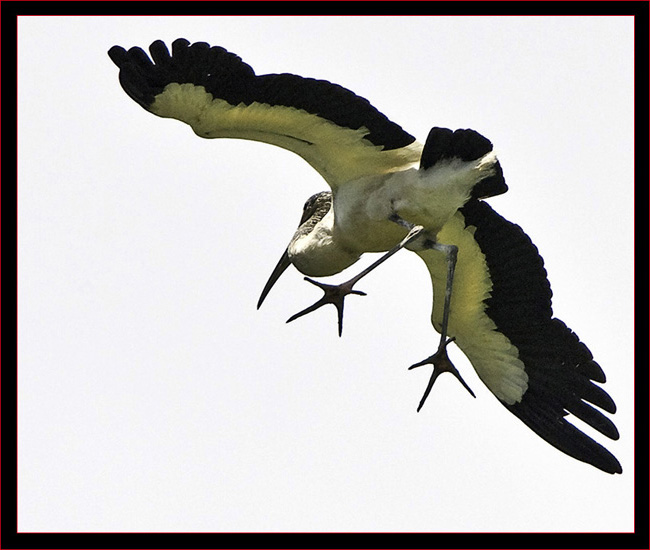 Wood Stork in flight