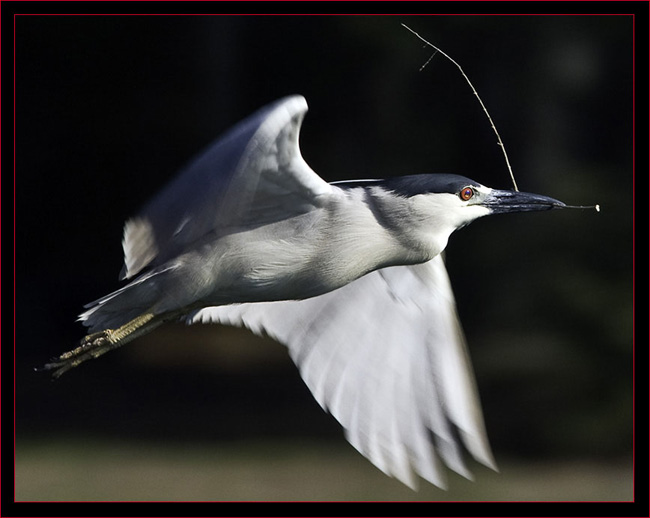 Black-crowned Night-Heron in flight