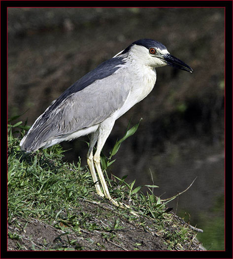 Black-crowned Night-Heron