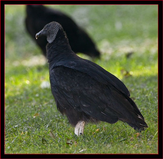 Black Vulture