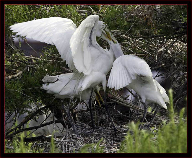 Great Egret feeding young