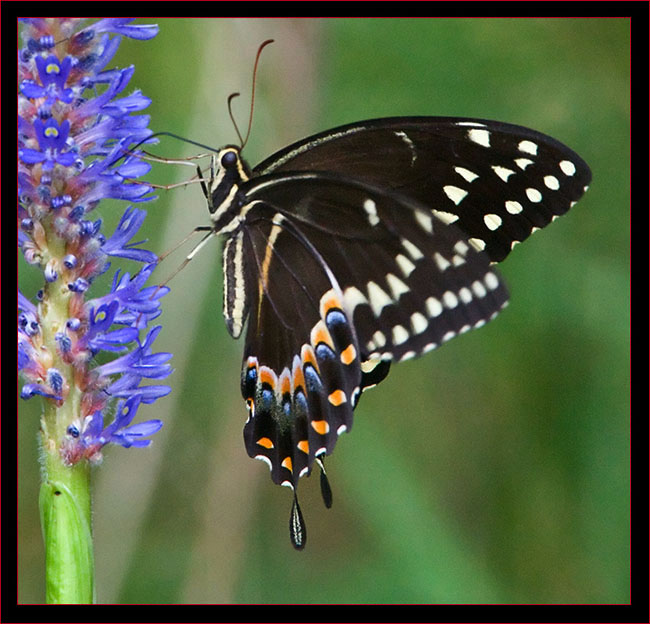 Palamedes Swallowtail