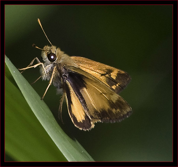 Zabulon Skipper