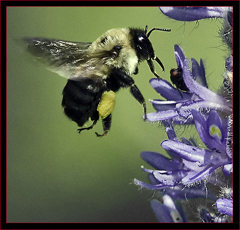 Bee on the Nature Trail