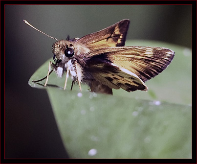 Zabulon Skipper