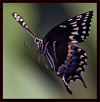 Palamedes Swallowtail in flight