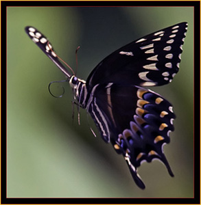 Palamedes Swallowtail