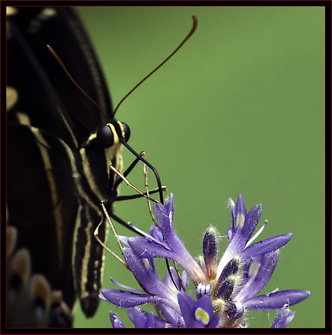 Palamedes Swallowtail