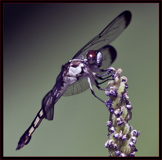 Great Blue Skimmer