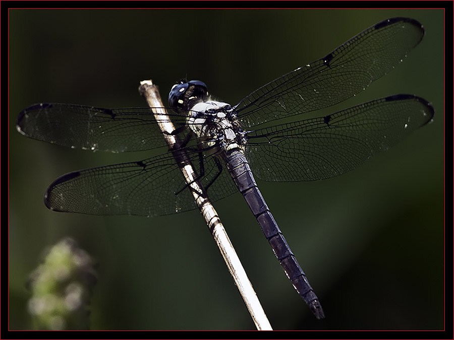 Great Blue Skimmer