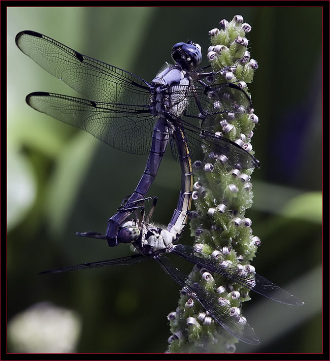 Great Blue Skimmers - Wheel Position
