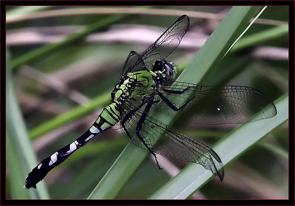 Eastern Pondhawk