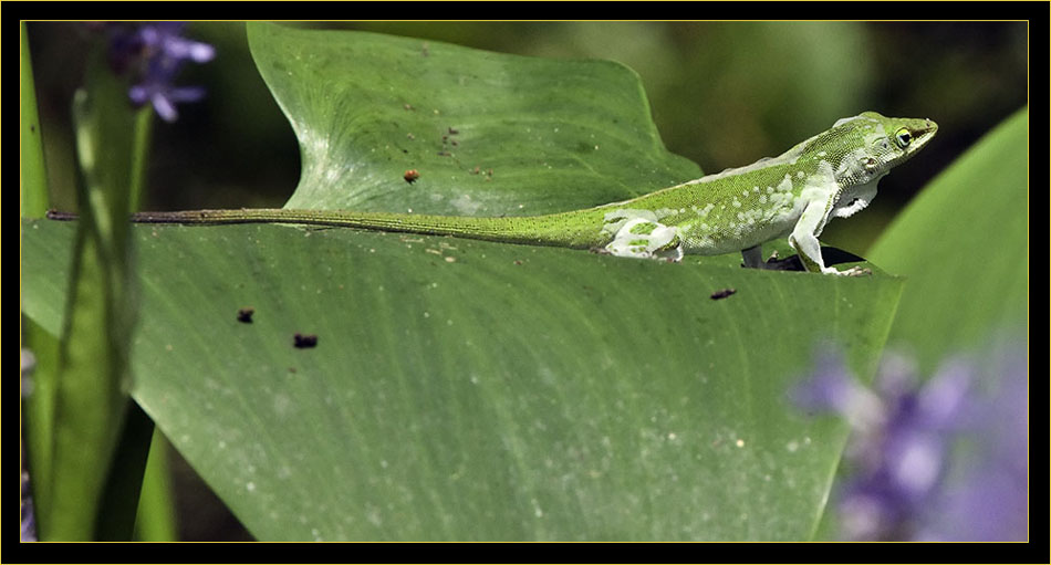 Carolina Anole