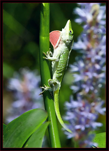 Southern Anole