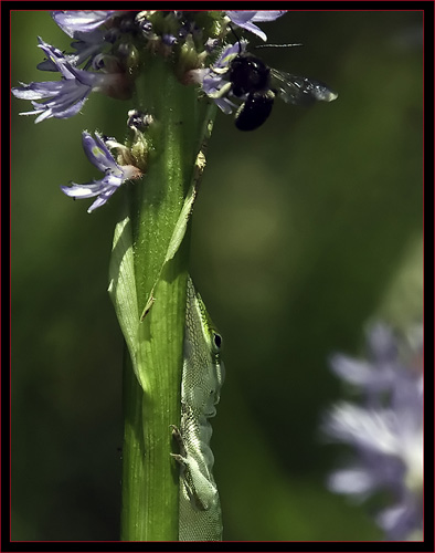 Southern Anole